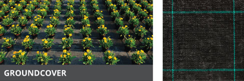 GROUNDCOVER