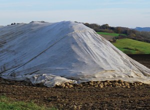 Sugar Beet Cover