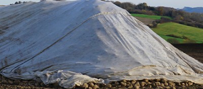 Sugar Beet Cover