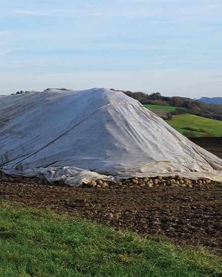 Sugar Beet Cover