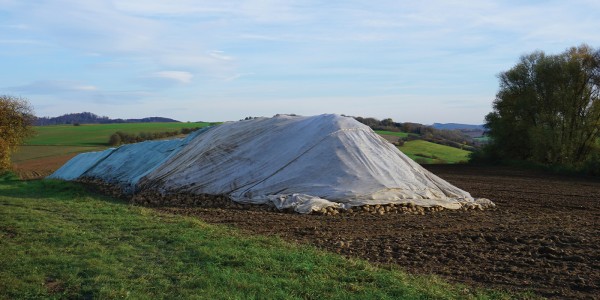 Sugar Beet Cover